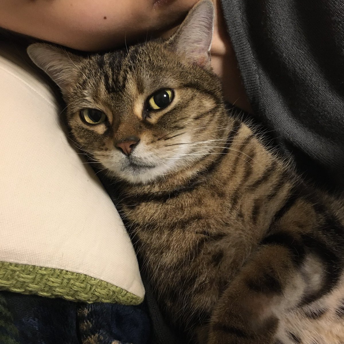 aco♡ページ Aラインハーフコート｜BIGI online store - ビギ オンラインストア