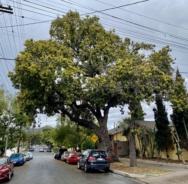 I lived on a quiet street in Los Angeles that is home to the largest avocado tree (Persea americana) in the USA. The tree measures 53 feet in height, has a trunk circumference of 125 inches, and a crown spread of 54 feet. #thicktrunktuesday 🥑 📸 Cal Poly https://t.co/GWAkMdbWjK