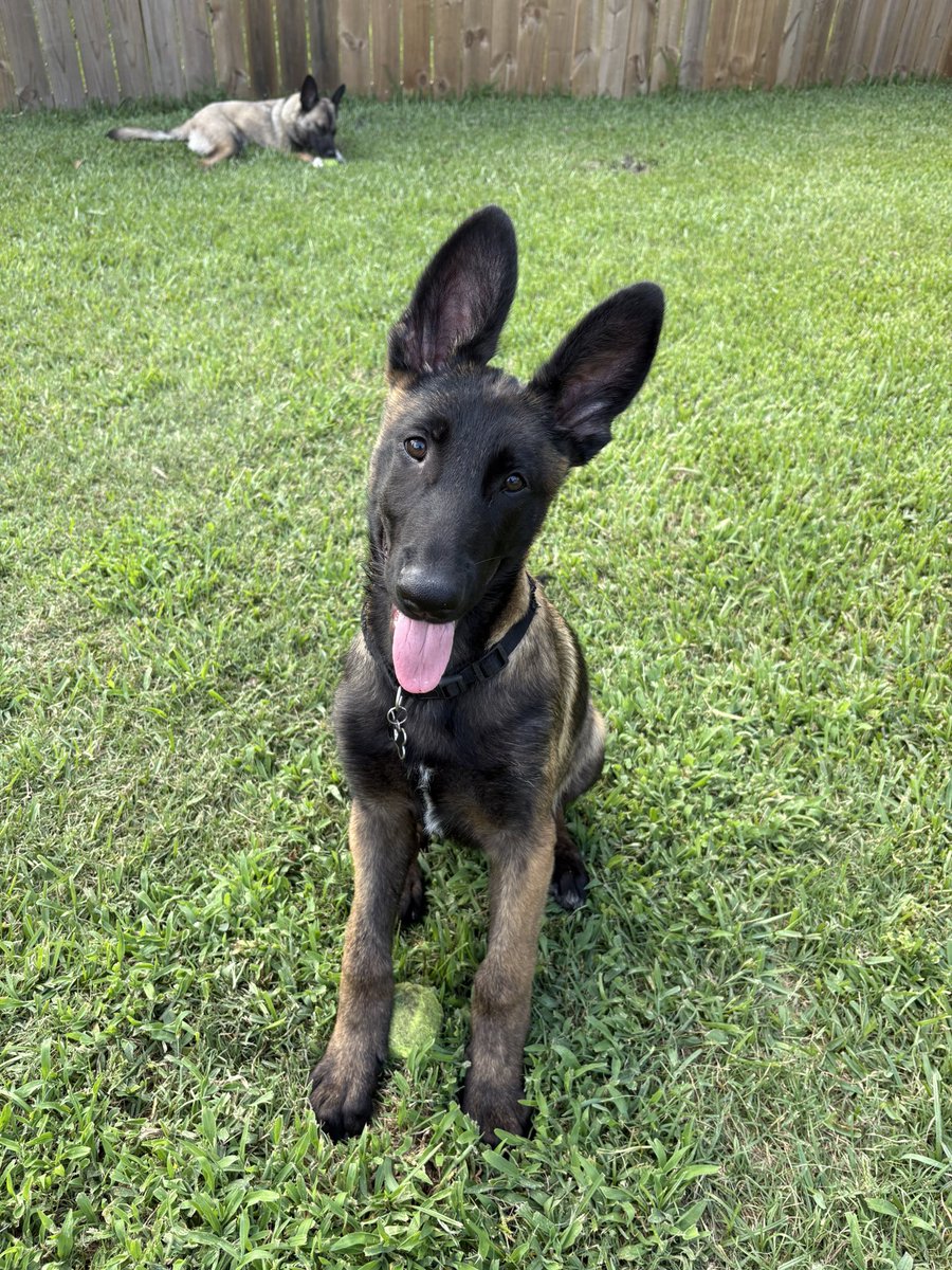 Steven “Monster” Milam (@monster_milam99) on Twitter photo Swinging for Paws 🐾 Just donated $500 to support our furry friends at <a href="/CAABatonRouge/">CAA Baton Rouge</a> bringing my total to $2,500 this season but we ain’t done yet!
Check out my custom cleats made by <a href="/Chuckbraud/">Chuck Braud Art</a> and find it in your 💜 to support my cause! Swinging for Paws 🐾 Just donated $500 to support our furry friends at <a href="/CAABatonRouge/">CAA Baton Rouge</a> bringing my total to $2,500 this season but we ain’t done yet!
Check out my custom cleats made by <a href="/Chuckbraud/">Chuck Braud Art</a> and find it in your 💜 to support my cause!