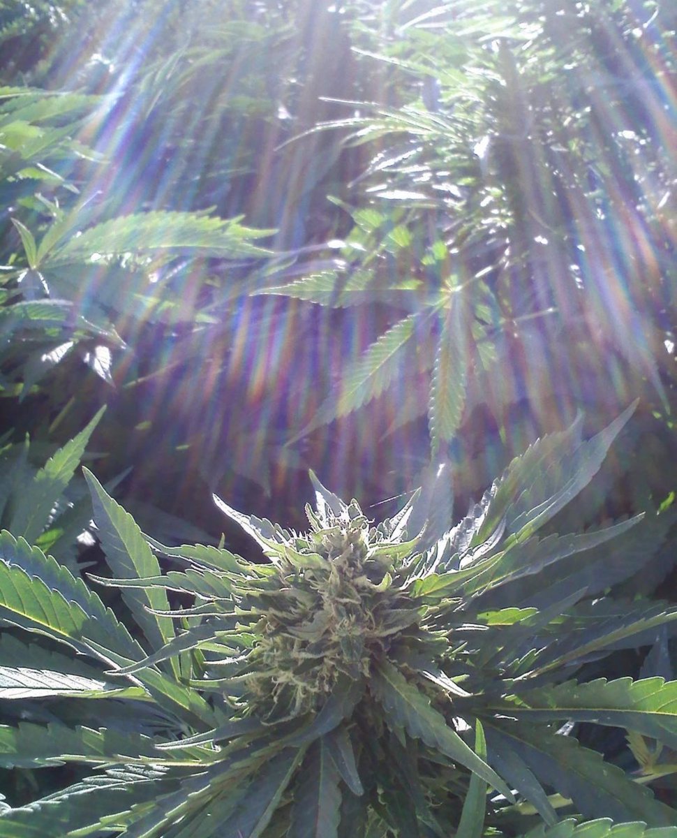 moonvalley420's tweet image. Circa #2008 #ogkush #outdoor #composttea #livingsoil #cali #cannabiscommunity #love #life #farm #medicalmarijuana 🙏