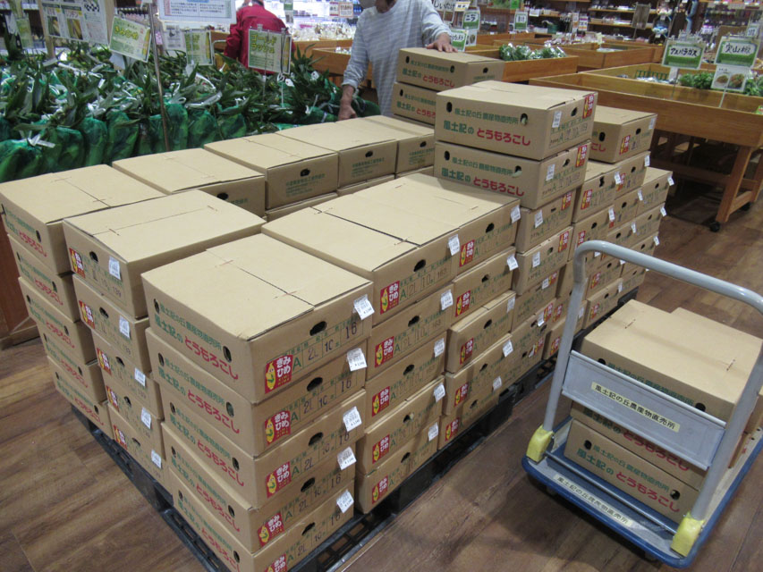 ※写真は朝の様子
🌽6/11(水)出荷数＝約1200本🌽

1本＝300円(税抜) ※箱売りは10本入り
出荷品種➡ #きみひめ #ゴールドラッシュ #ドルチェドリーム
出荷時期➡5月末～7月頭
出荷量ピーク時期➡6月の第2週～3週ぐらい
※予約・注文・ネット販売不可

⇩特産【もろこし】
fudoki-nakamichi.com/news/391/