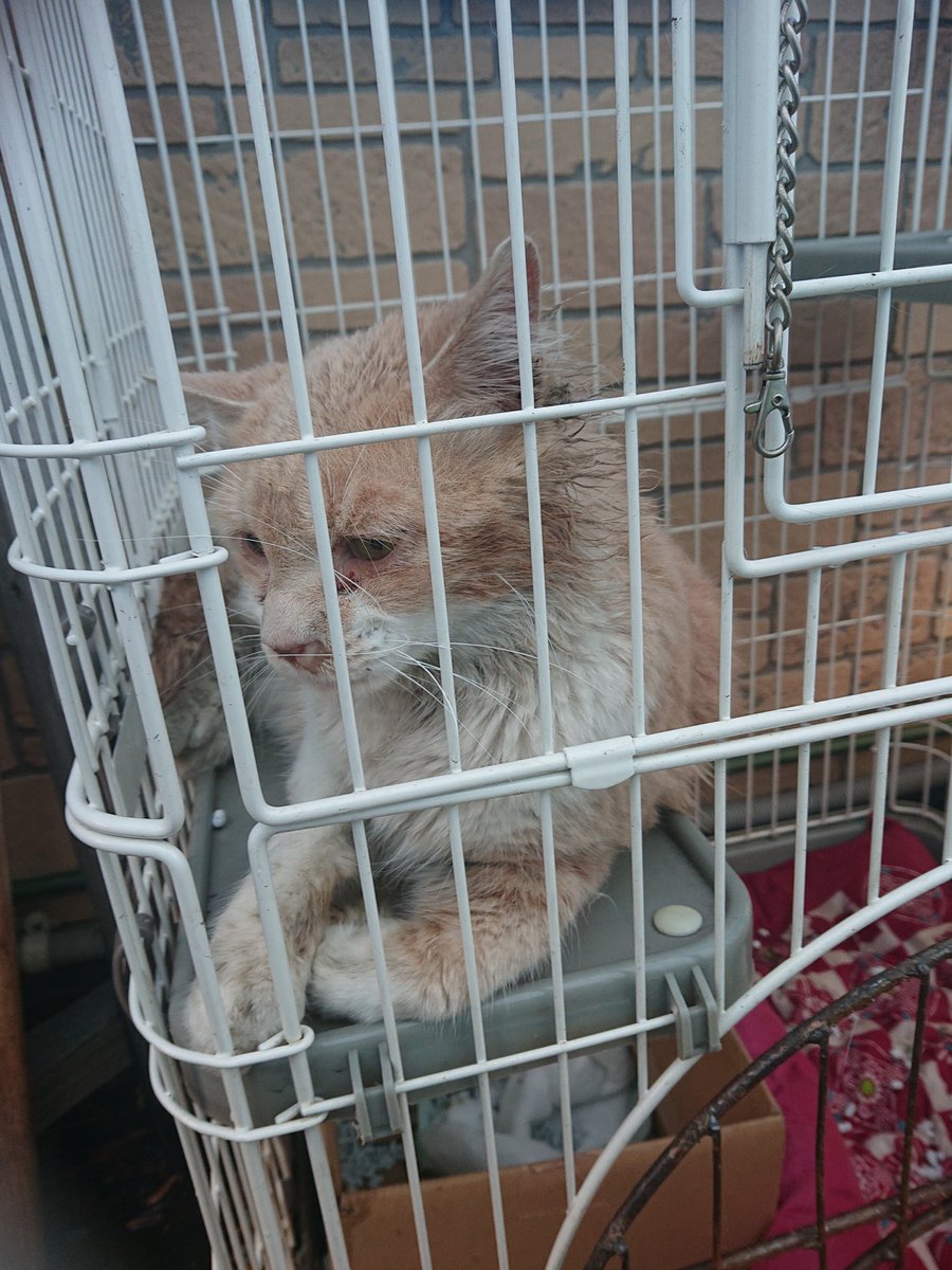 nikojun619's tweet photo. 昨日から雨の中汚れた猫が車の下に来ててこのままだとしぬのかも、って雰囲気だったのでご飯をあげてみたり様子をみたりして今朝ホゴ。人懐こいから迷い猫？とりあえず近所にチラシを貼らせてもらうとか関係機関にお問い合わせとかしてみる
ネットが助けてくれるかもしれないので拡散希望。
#拡散希望 https://t.co/5cd6hzBagY