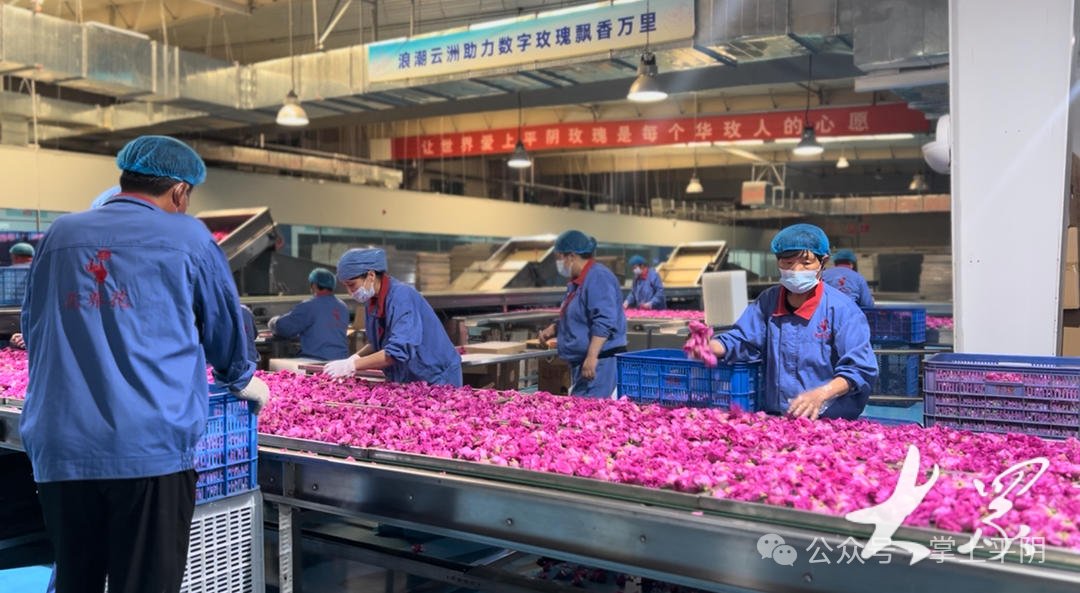 liangya78854854's tweet image. Stepping into the factory of Huamei Biotechnology Co., Ltd., the digital deep processing #productionlines such as #intelligent feeding, intelligent weighing, and intelligent drying are in full swing.