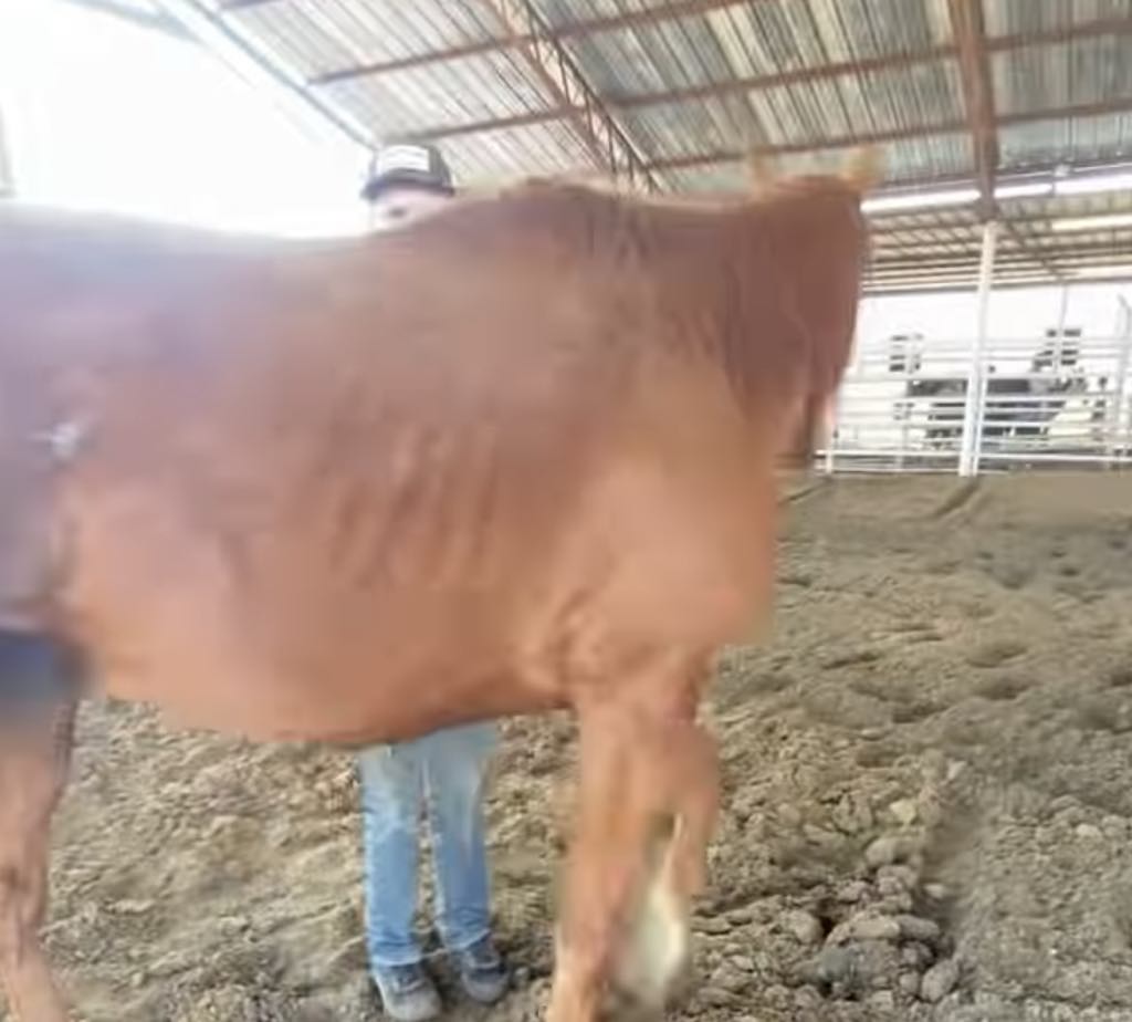 😢😢😢So here is another thoroughbred that will be added to our next poster of thoroughbreds at feedlots. His name is Big Money Machine (KY) Tattoo Q15228) and he is at the Stroud, OK lot. He had 101 lifetime starts, raced at several racetracks and made over $230,00. Lot said he