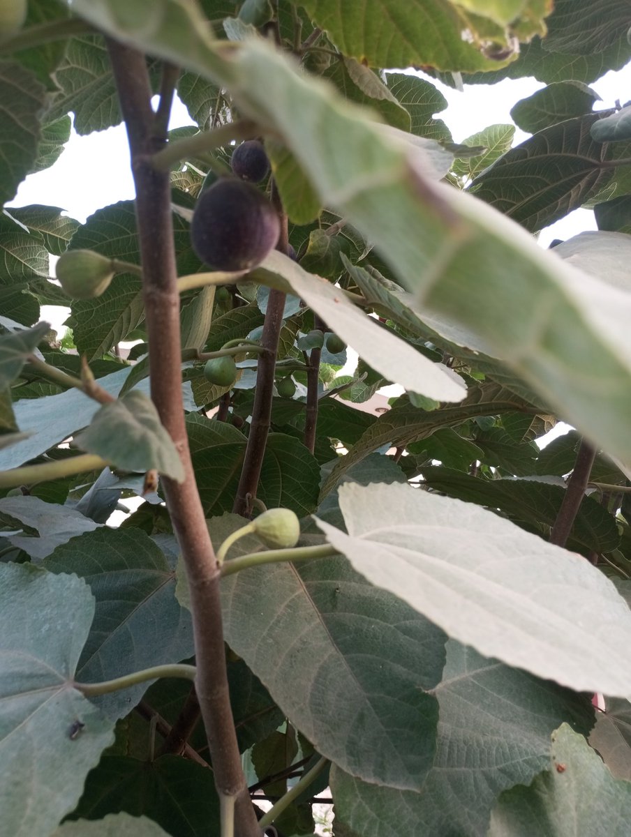 Fig tree in my yard. 
#fig #trees #gardening #fruit