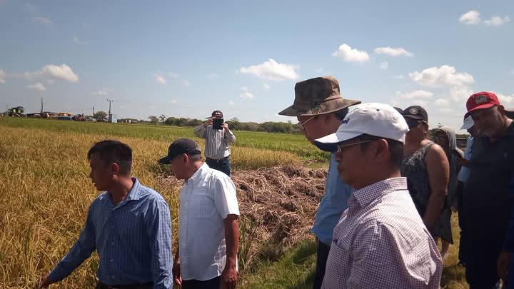 🇻🇳 Emb. Vietnam Le Quang Long recorre arrozales en Calimete, #Matanzas. Intercambia con campesinos cubanos y técnicos vietnamitas sobre semillas, rendimiento y maquinaria. ¡Cooperación que crece! 🌾 #Cuba #Vietnam #Calimete #MatancerosEnVictoria