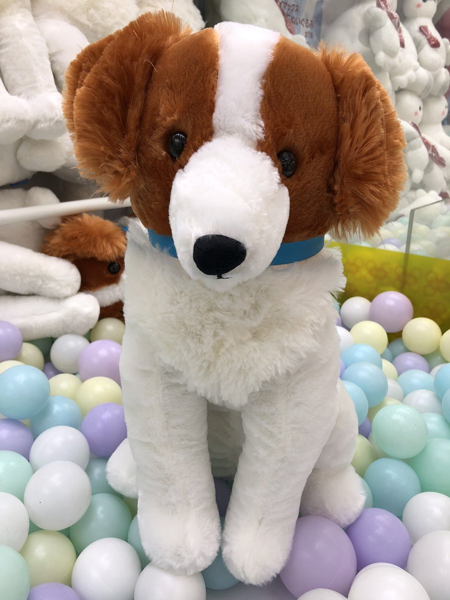 コーイケルホンディエのおでこちゃん おすわり VMCコンプリート 大谷