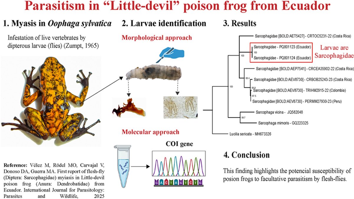 Ser venenoso es suficiente para protegerse de estas moscas/Being poisonous doesn't protect you from these flies doi.org/10.1016/j.ijpp…