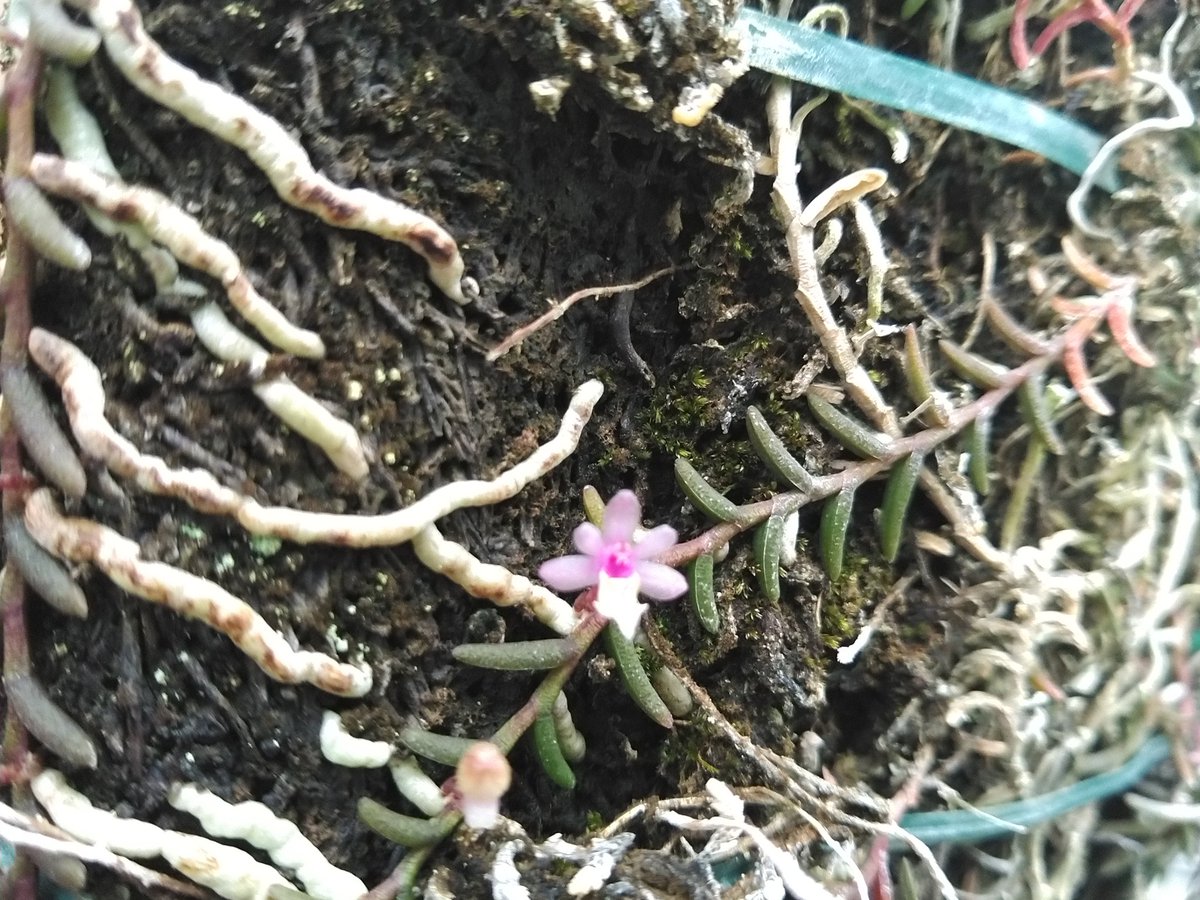 ムカデラン Pelatantheria scolopendrifolia (Makino)

着生のラン科植物で、温室４で開花しています。花の大きさは直径1cm程度です。多数の葉が２列に並んでいる様子から和名がつけられています。

#小石川植物園
#ラン科
#絶滅危惧種