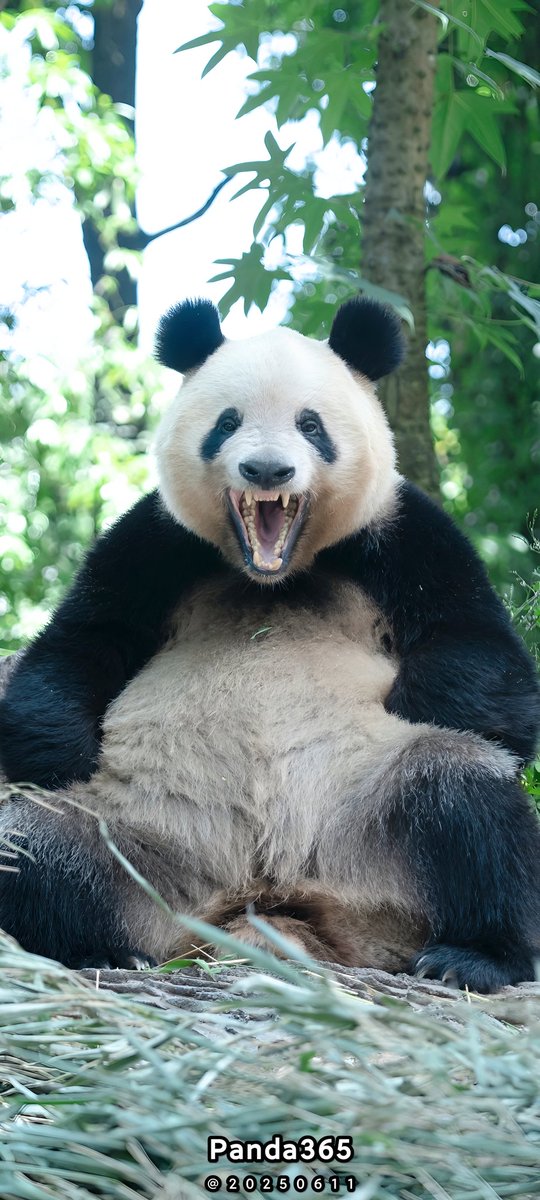 昨日のシャンシャン、こんな姿で可愛かった？🤪
📸20250610🅒Panda365@Ya'an
#xiangxiang #シャンシャン #パンダ #China #Sichuan #Bifengxia #Riri #Shinshin #リーリー #シンシン #Xiaoxiao #Leilei #Fubao #碧峰峡 #Japan #UENO #shenshuping