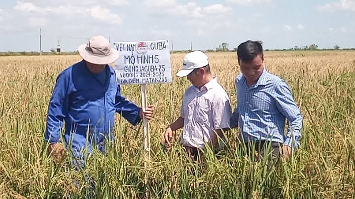 Excelente noticia: Emb. vietnamita Le Quang Long refuerza lazos en la producción de arroz en #Calimete. Proyecto binacional apoya semillas, rendimiento y maquinaria. ¡Histórica amistad Vietnam-#Cuba cultiva el campo! 🌱 #Matanzas #Agricultura