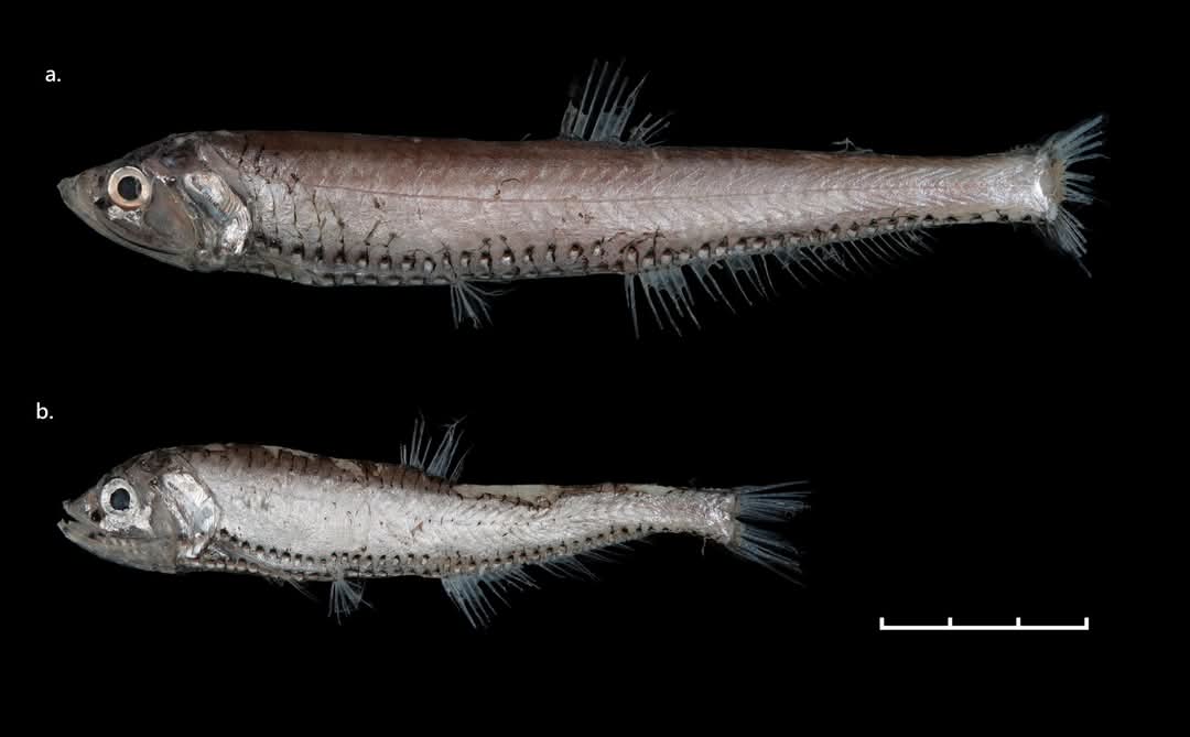 a. Polymetme corythaeola 2025.04.27, Daxi
b. Polymetme surugaensis 2025.03.14, Donggong