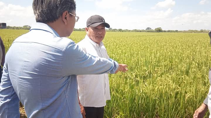 Campesinos cubanos + técnicos vietnamitas = clave! 👨🌾🤝 Emb. Vietnam dialoga con ellos en fincas de #Calimete sobre el cultivo de arroz. Proyecto de colaboración muestra avances en #Matanzas y todo #Cuba. ¡Juntos por la soberanía alimentaria! #Arroz