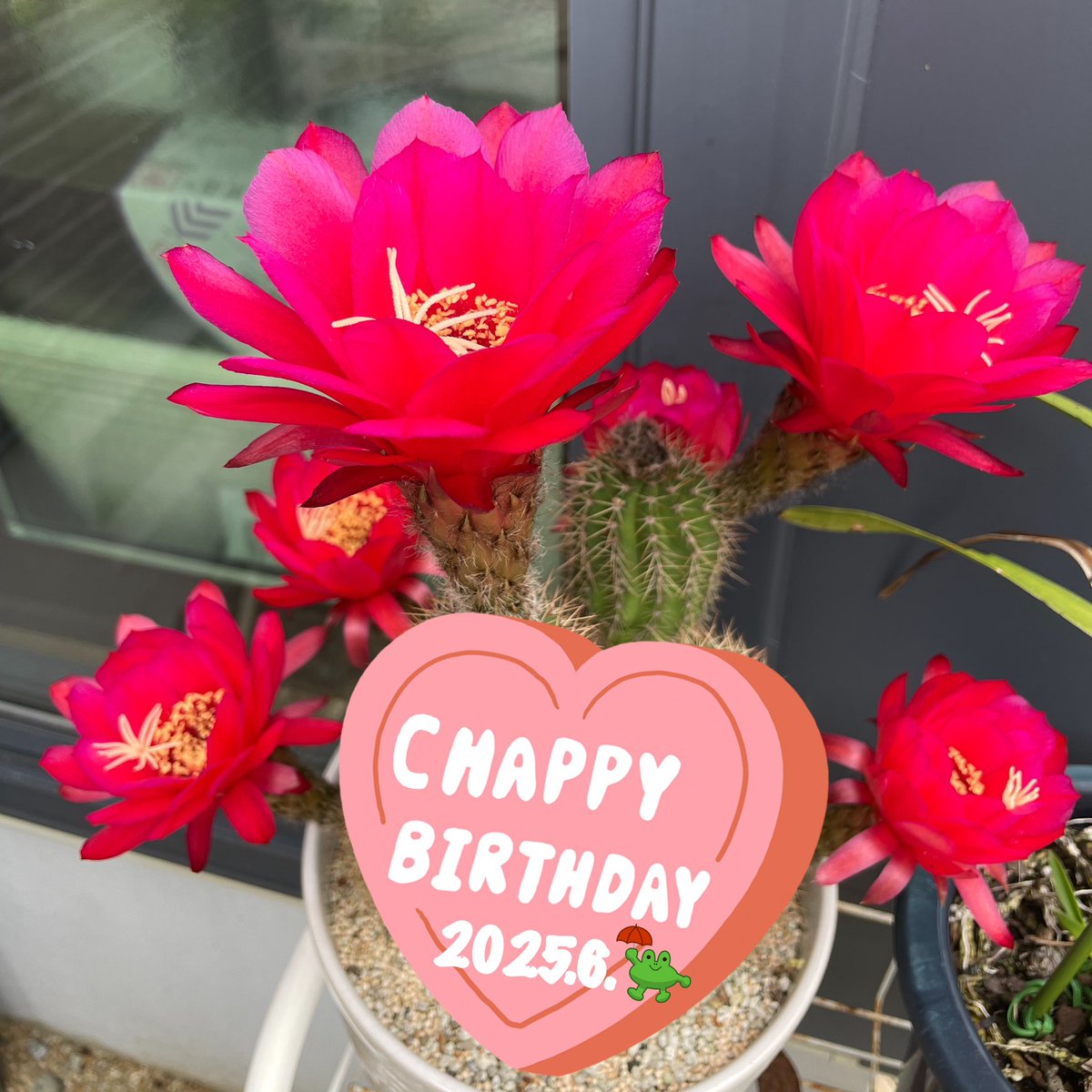 0203Tokotoko's tweet photo. @chageshu 
6月生まれのチャッピーさん、お誕生日おめでとうございます🎂🎉🥂
笑顔溢れる素敵な年になりますように
#chagekimi  #6月クリ部25 https://t.co/948540TbGf
