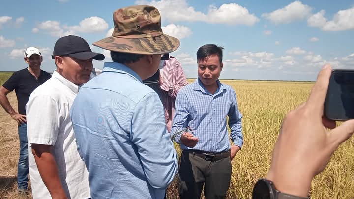🌾🇻🇳🤝🇨🇺 Embajador Vietnam en Cuba visita proyecto arrocero en Calimete, #Matanzas. Constata avances con campesinos y asesores. Meta: Apoyar desarrollo agroindustrial del arroz cubano. ¡5ta etapa en marcha! #MatancerosEnVictoria  #Calimete #AgriculturaCubana