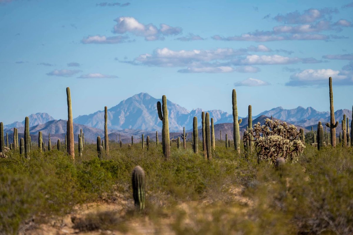 ¡Miren qué chulada! Sonora tiene los mejores paisajes del mundo. 🏜️

Les comparto estas extraordinarias postales del Pinacate y el Gran Desierto de Altar, hoy en su aniversario como reserva de biosfera. 📸: <a href="/GGerardox2/">Gerardo L Gerardo-Fotografia</a>