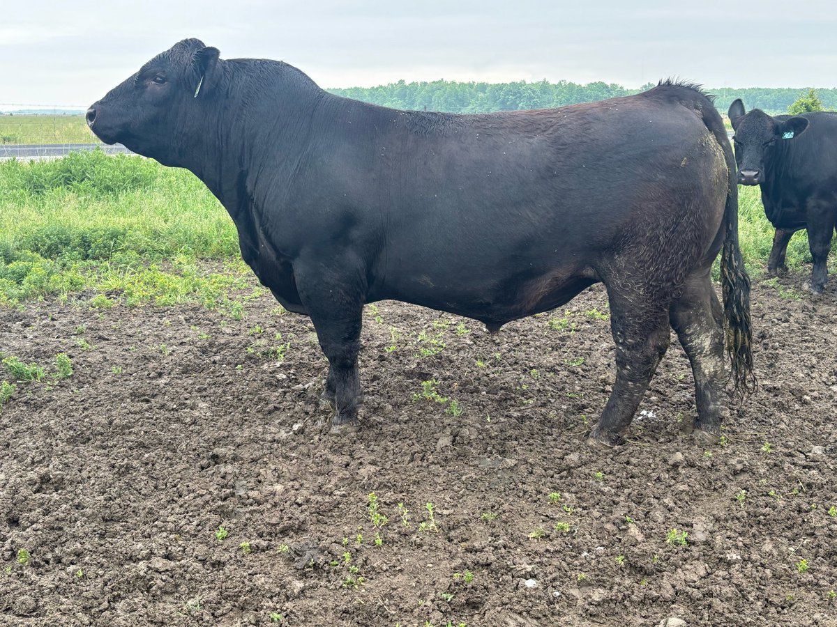 Cowboy Kade tweet media