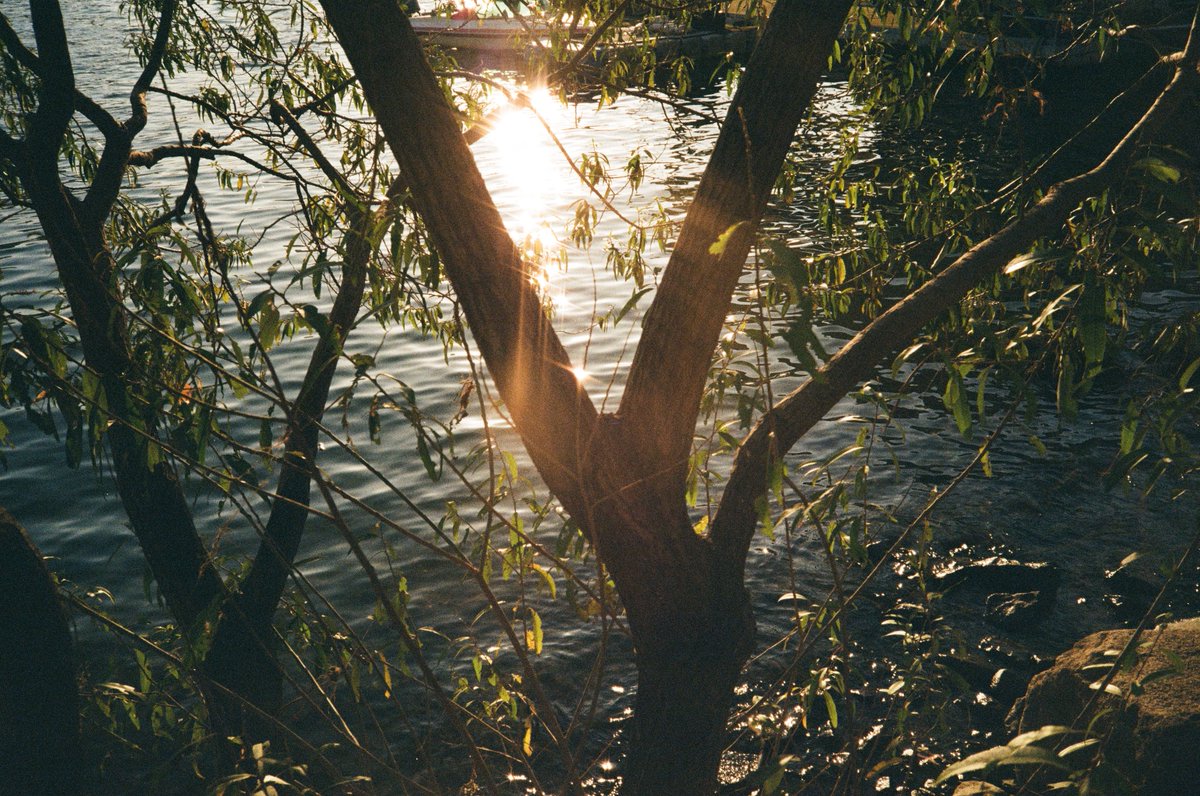 Minolta AF-C | Kodak Gold 200