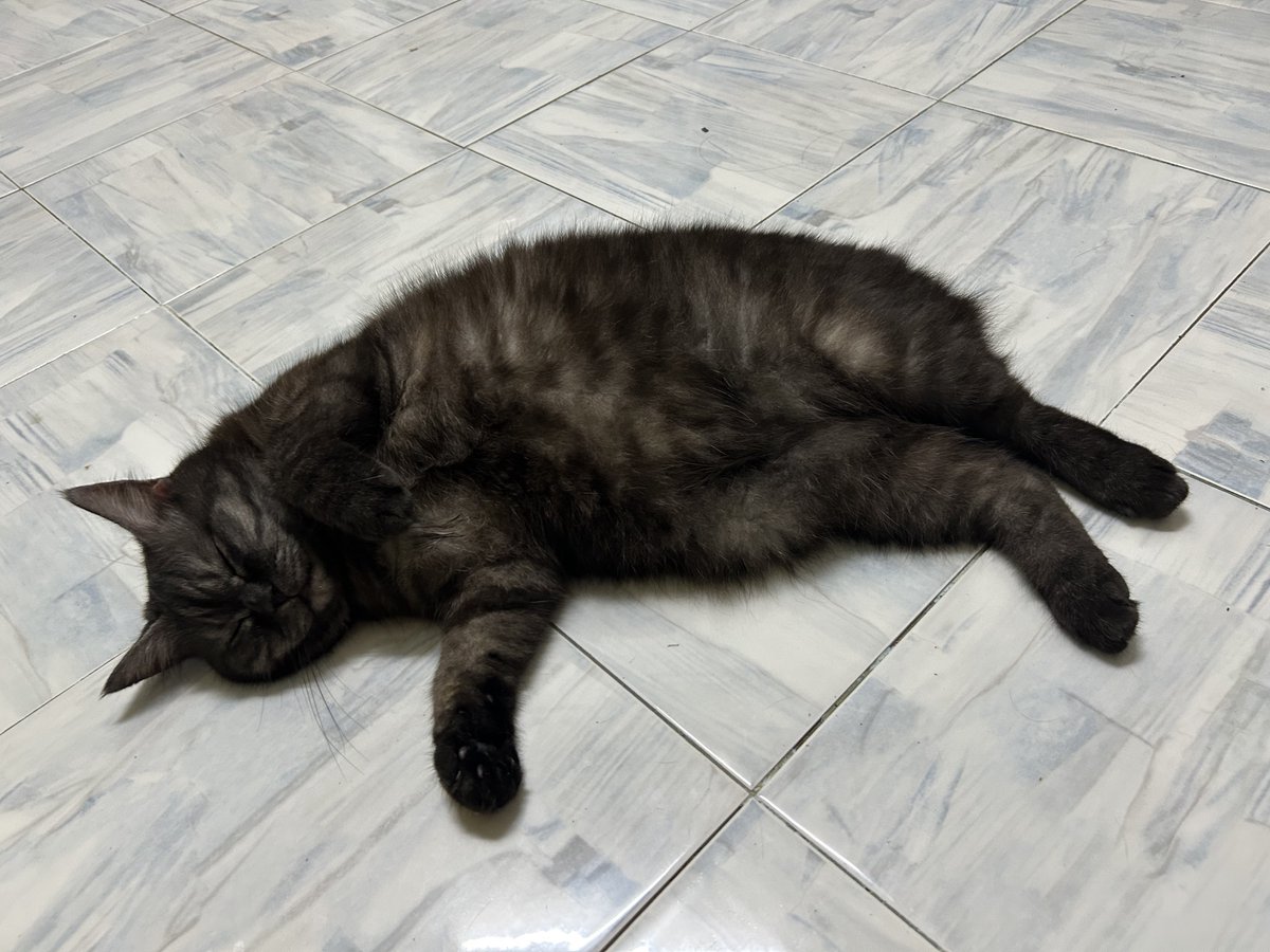 yemmeow tweet picture