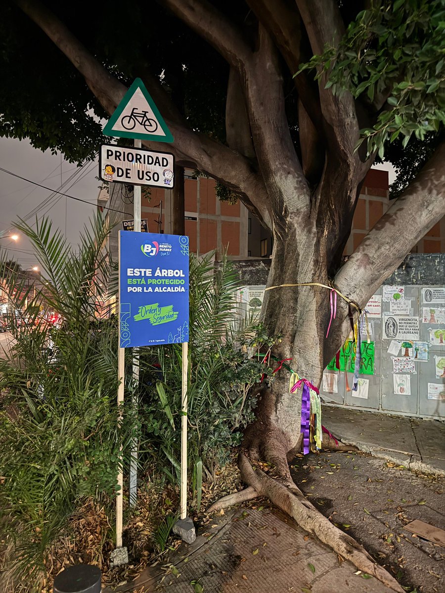 LuisMendozaBJ's tweet photo. Lo hemos dicho siempre. El Laurel de la India está a salvo. 
Quiero reiterar una vez más que el Laurel de la India, emblemático árbol de nuestra alcaldía, nunca estuvo en riesgo de ser derribado. Nuestra prioridad es preservar la naturaleza y la identidad que nos define. A lo largo de este proceso, hemos dejado claro nuestro compromiso con la conservación de este y todos los árboles en Benito Juárez, garantizando su bienestar y protección.
Con responsabilidad y transparencia, reafirmamos que el Laurel de la India se mantiene en pie, con la misma firmeza con la que defendemos la salud y el entorno de nuestros vecinos.