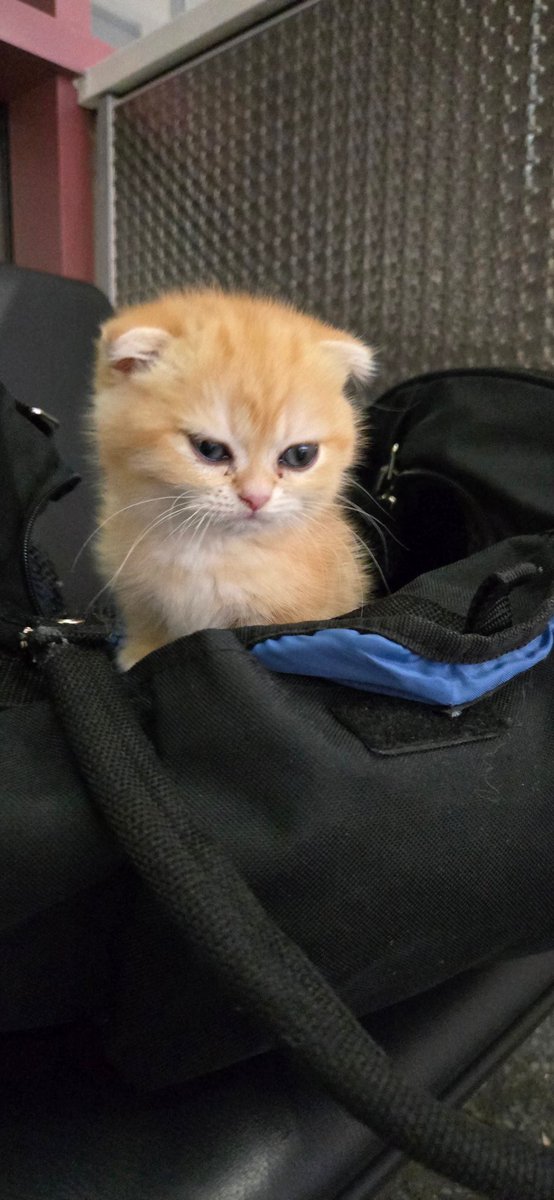 ElitePetLover's tweet photo. https://t.co/deWbNgEffI