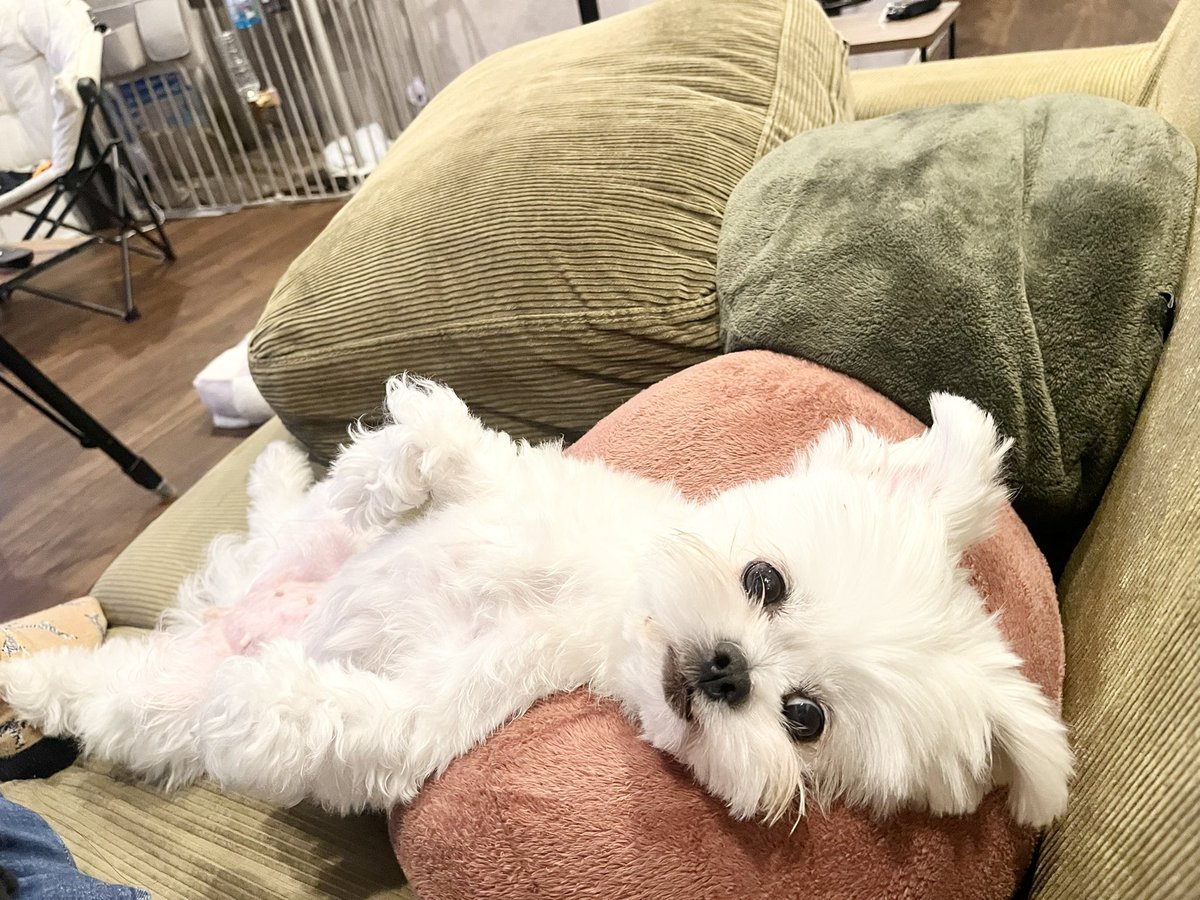 かわいいぬｽﾞ (@wamuuhm) / Posts and Replies / X