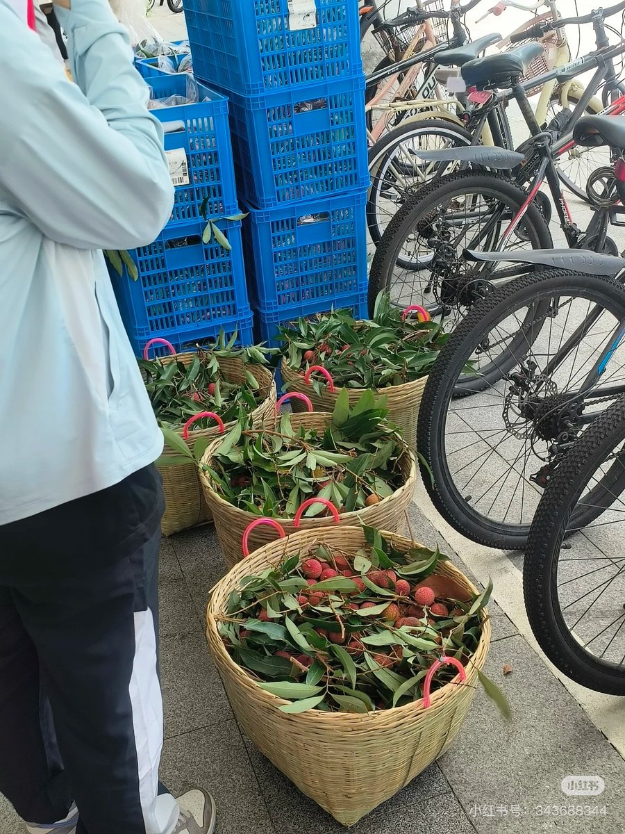 szdaily1's tweet image. It's free #lychee season at #ShenzhenUniversity! 🌳

On June 10, the #university started distributing this year's #harvest — an estimated 50 tons (110,000 lbs!) of lychees from over 1,000 campus trees. The first day's batch at a distribution point was snapped up in just 10