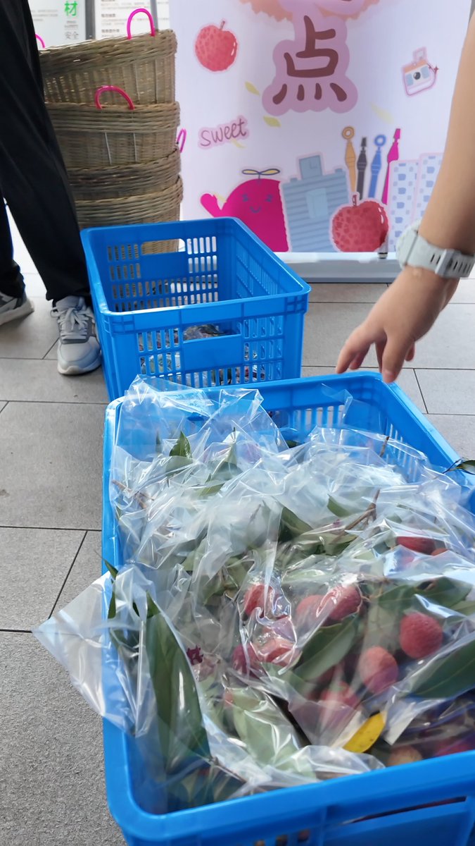 szdaily1's tweet image. It's free #lychee season at #ShenzhenUniversity! 🌳

On June 10, the #university started distributing this year's #harvest — an estimated 50 tons (110,000 lbs!) of lychees from over 1,000 campus trees. The first day's batch at a distribution point was snapped up in just 10