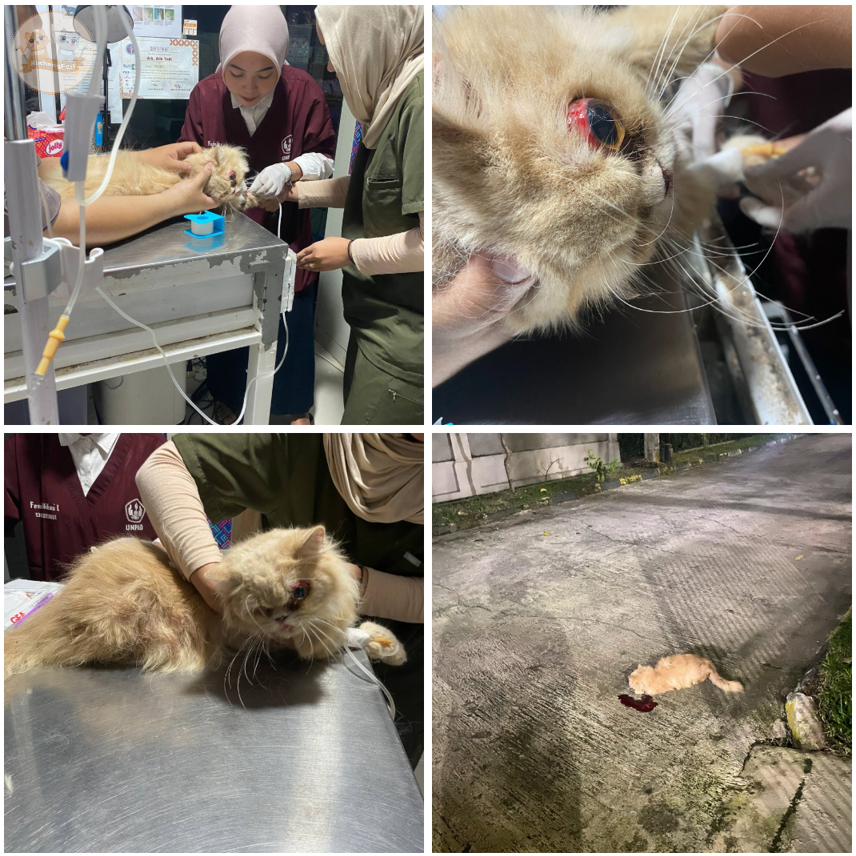 ⚠️ OPEN DONASI ⚠️
sender nemu kucing komplek rumah kmrn malam terlindas mobil . kondisi kucing kritis dan mata kiri menonjol keluar &amp; harus dioperasi. sender minta tolong kebaikan hati para cat lovers, berapa rupiahpun akan sangat berarti buat kesembuhan si kcg! :(