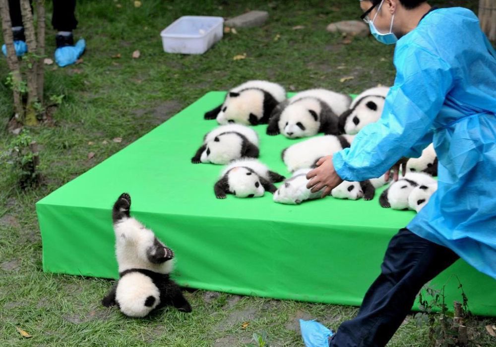 animalkyat's tweet photo. 生まれたジャイアントパンダのお披露目会で転がり落ちちゃった子パンダ可愛すぎるから見て https://t.co/OG7uCbhXQZ