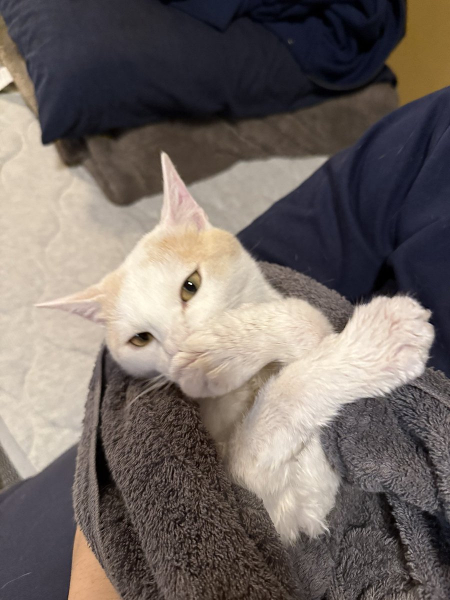 罪状
筆ペンで遊んで自身も含めそこかしこを墨汁まみれにした罪

よって被告猫をシャワーの刑に処す