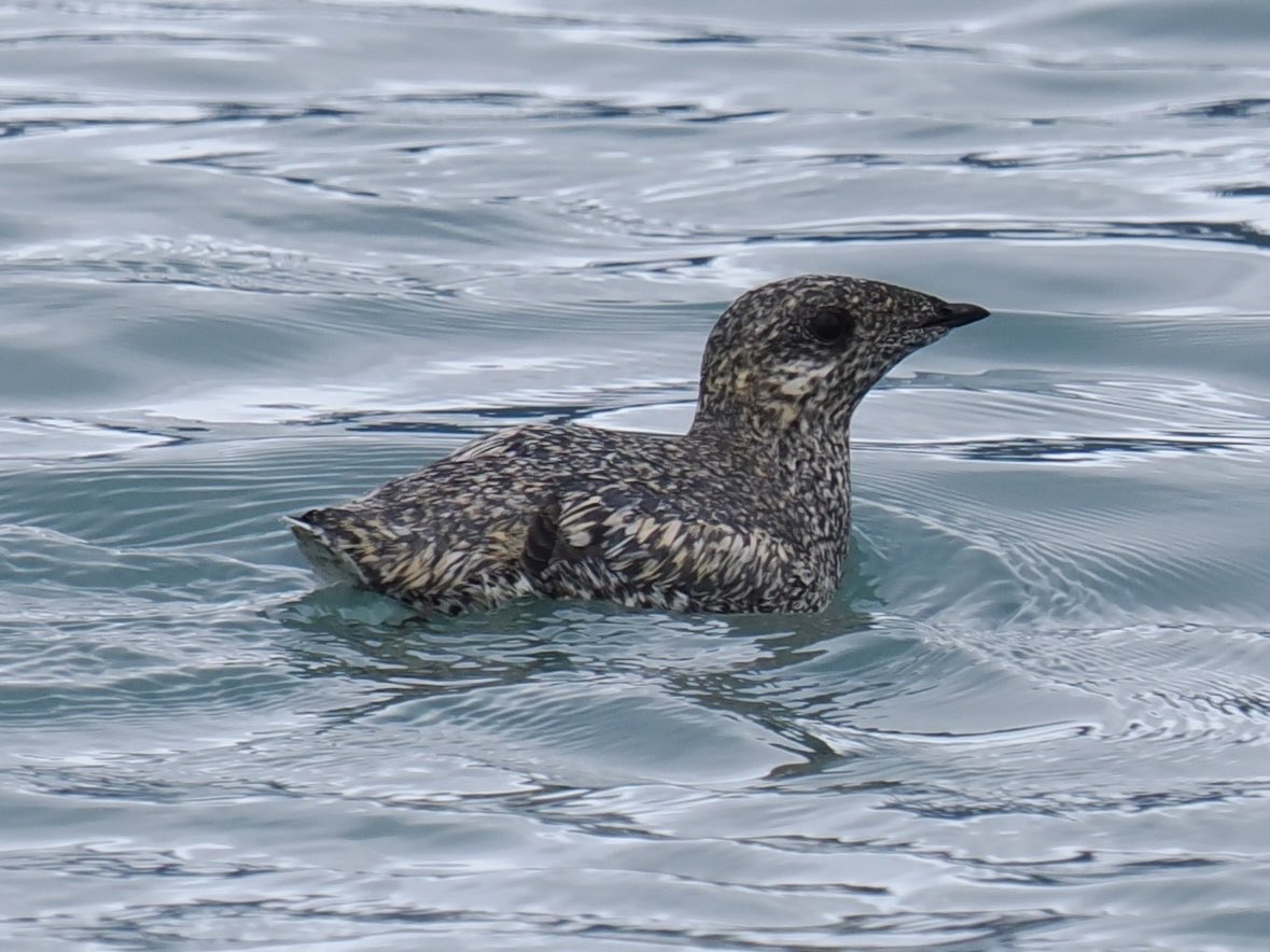 Rob Rackliffe (@robrackliffe) on Twitter photo This is KITTLITZ’S MURRELET! one of my main targets on our boat trip out of Seward Alaska. It likes to feed near the glacial melt waters close to the ice. We had some great views along with Rhinoceros Auklets and Ancient Murrelets! with <a href="/a1virginia/">Virginia Fairchild</a> This is KITTLITZ’S MURRELET! one of my main targets on our boat trip out of Seward Alaska. It likes to feed near the glacial melt waters close to the ice. We had some great views along with Rhinoceros Auklets and Ancient Murrelets! with <a href="/a1virginia/">Virginia Fairchild</a>
