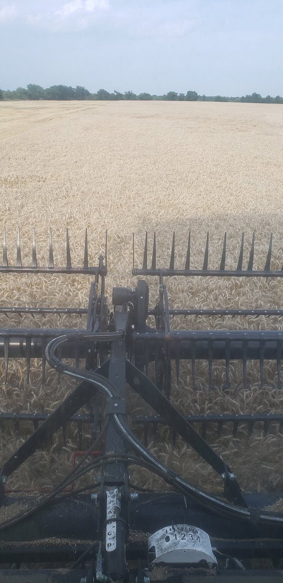 DanielEEdmonds's tweet image. Wheat harvest 2025 has started here...
