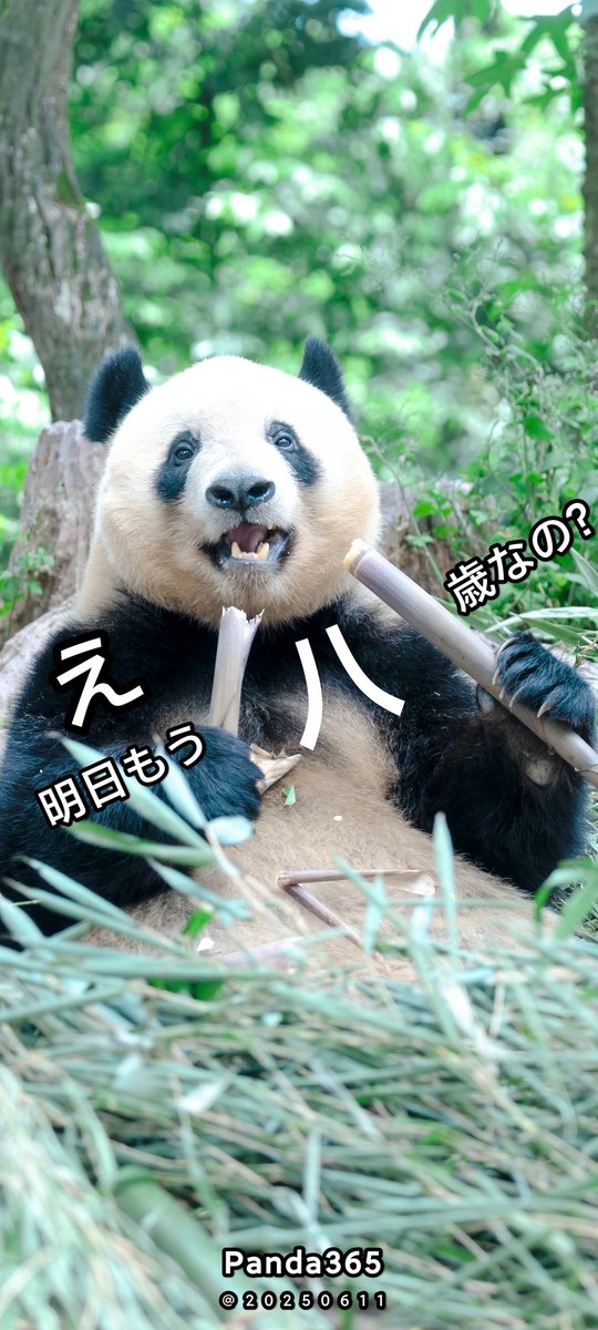 え、明日もう８歳なの？😂
📸20250610🅒Panda365@Ya'an
#xiangxiang #シャンシャン #パンダ #China #Sichuan #Bifengxia #Riri #Shinshin #リーリー #シンシン #Xiaoxiao #Leilei #Fubao #碧峰峡 #Japan #UENO #shenshuping