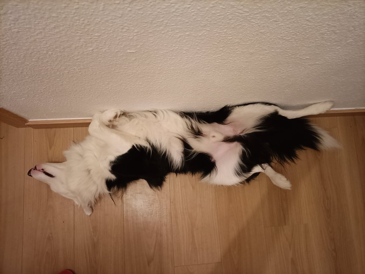 Posetiiii's tweet photo. 💤💤💤 https://t.co/M1czJ43k7u