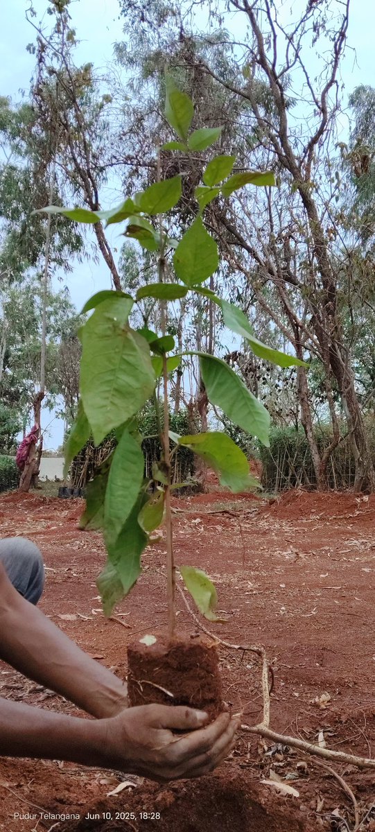 vata_foundation's tweet image. Apart from translocating 2500+ trees.. #KanchaGachibowli.. #TheBigTreeQuest.. we are also planting over 20k #biodiverse saplings in jungles.. 

2025 has been extremely busy for us and for the best of the reasons!!!

Thank you for your support!!!
#SaveFullyGrownTrees

@UNFCCC @UN…