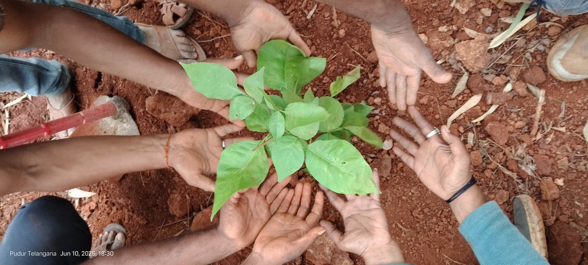 vata_foundation's tweet image. Apart from translocating 2500+ trees.. #KanchaGachibowli.. #TheBigTreeQuest.. we are also planting over 20k #biodiverse saplings in jungles.. 

2025 has been extremely busy for us and for the best of the reasons!!!

Thank you for your support!!!
#SaveFullyGrownTrees

@UNFCCC @UN…