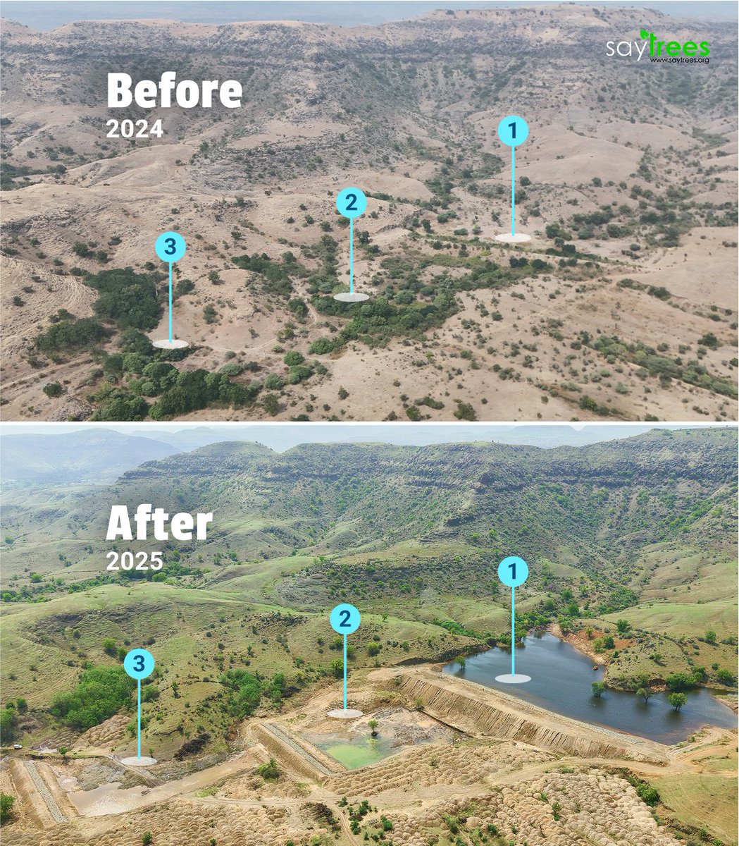 kapil_saytrees's tweet image. 3 lakes next to each other rejuvenated!
167 million liters increase in water holding capacity !
Recharging over 600 hectares of farmland !
Pune, Maharashtra !
Bringing water back to the land—and life back to the fields.
One rainfall. That’s all it took to see the impact.
In…
