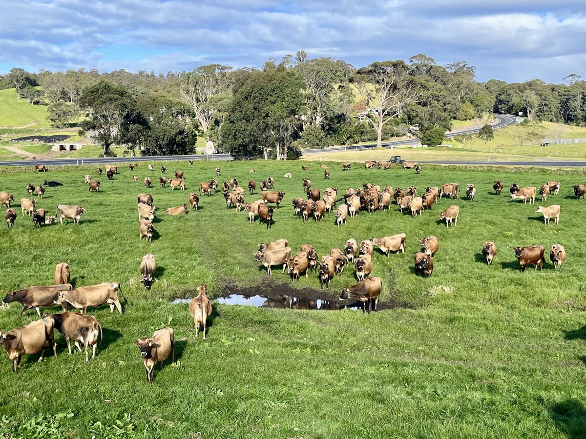 The main workers at Tilba dairy enjoying a fresh bite on a winter’s day..#Tilba milk #nswsouthcoast