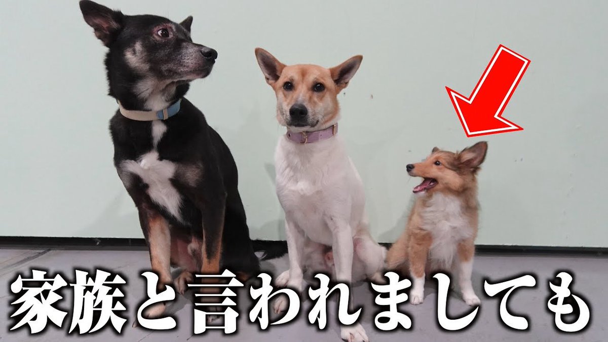 いし犬 うつぶせ柴犬｜WooBia公式オンラインショップ – WooBia
