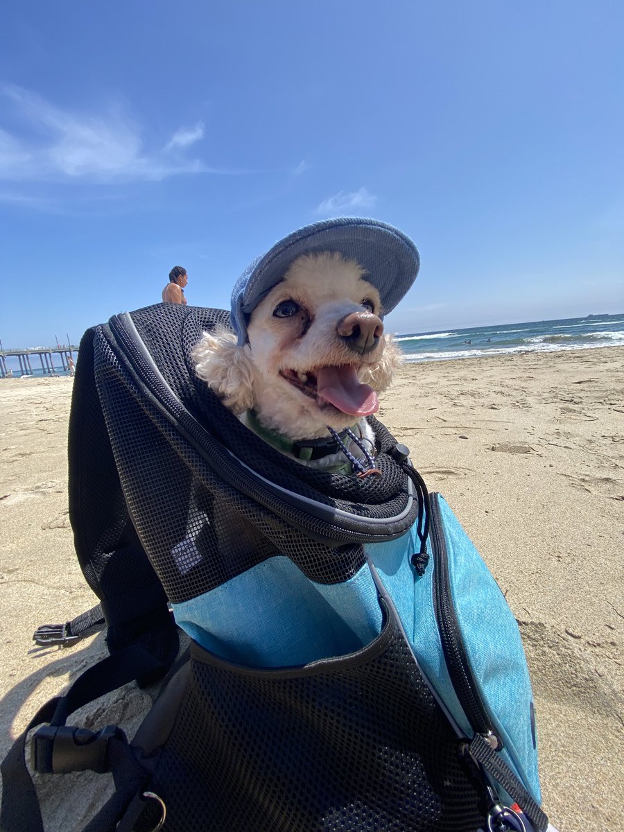 shidneyyy's tweet photo. Beach day! 🐡🪼 https://t.co/saGYNvcAiv
