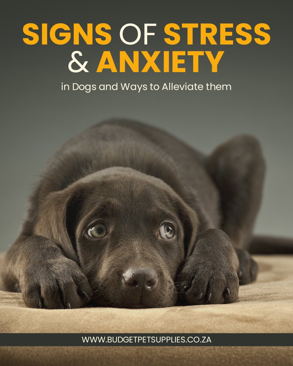 Pet_Supplies_za's tweet image. Is your dog pacing, hiding, or barking excessively? 🐶 These could be signs of stress or anxiety. Learn how to help your furry friend feel calm and safe. 💛 

👉 Read more: bit.ly/44b2x1E

#DogAnxiety #PetCare #CalmDogs #BudgetPetSupplies #BudgetPetSupplies #DogLovers