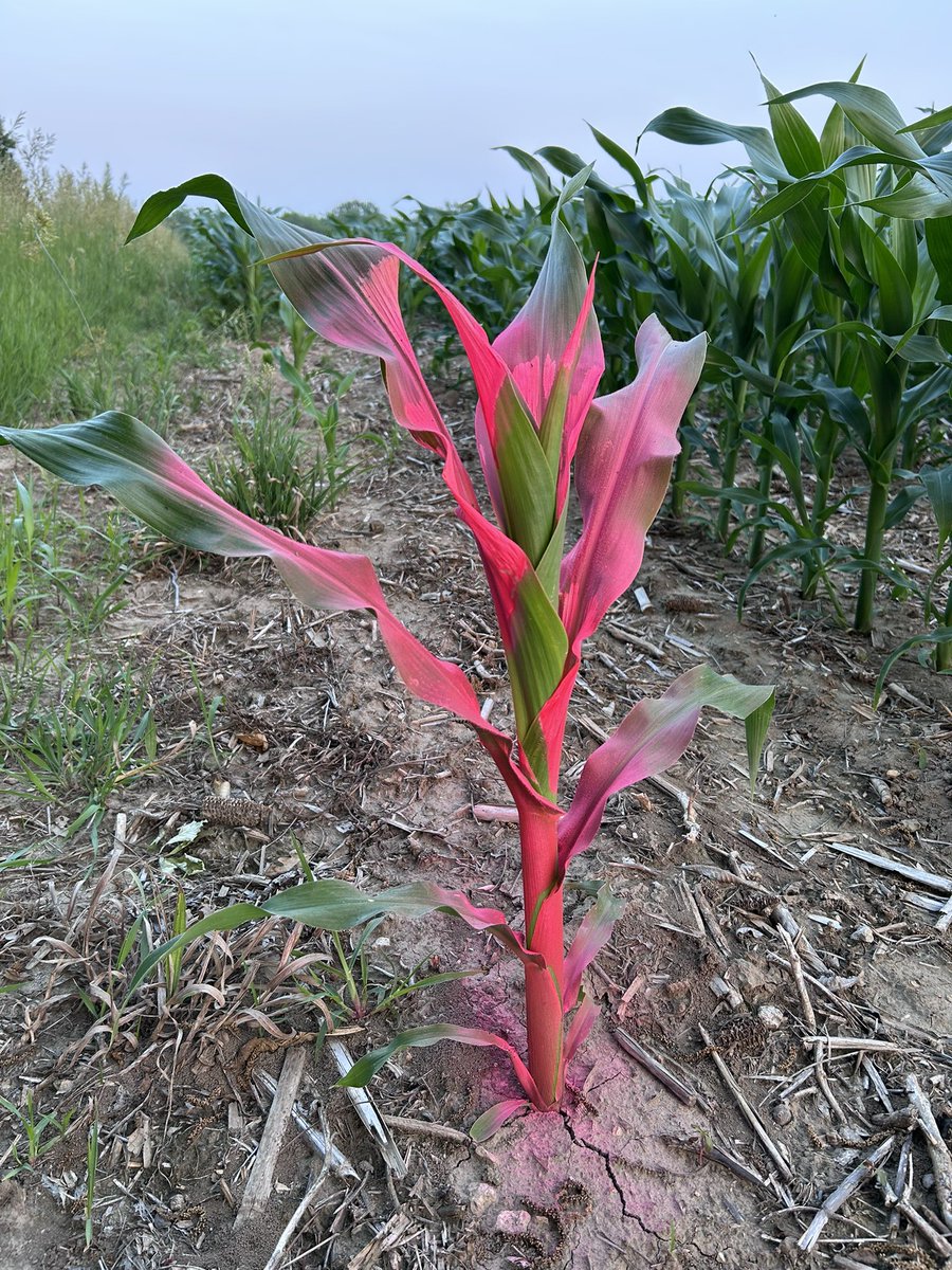 30 hrs with a high of 80 and low of 61. Curious what 90 does for it tomorrow. Fun to watch corn!  <a href="/ProHarvestSeeds/">ProHarvest Seeds Inc</a>