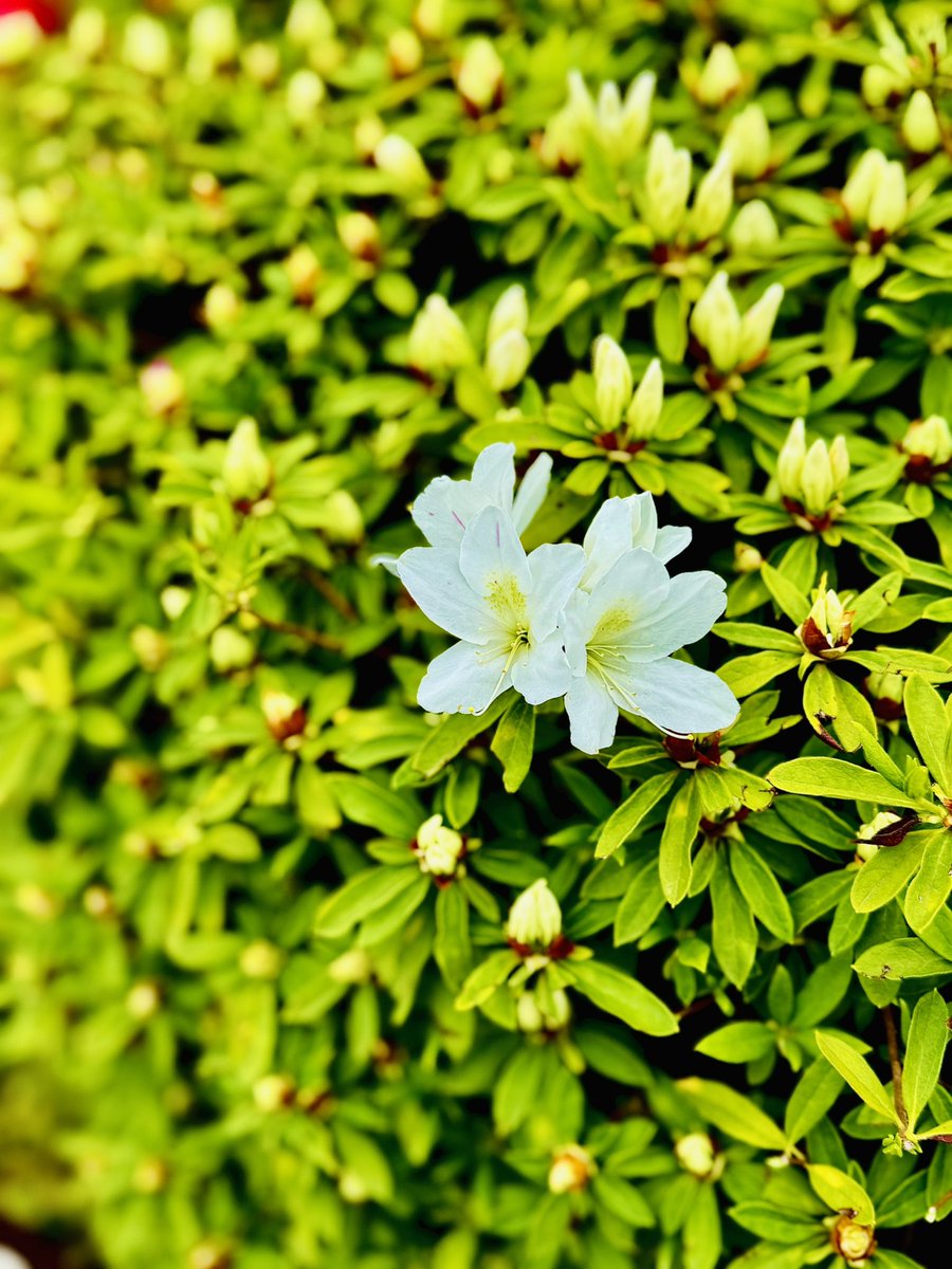 camera_0215's tweet photo. ☆白くて可憐な一輪の花！ https://t.co/DKQwMuNAMH