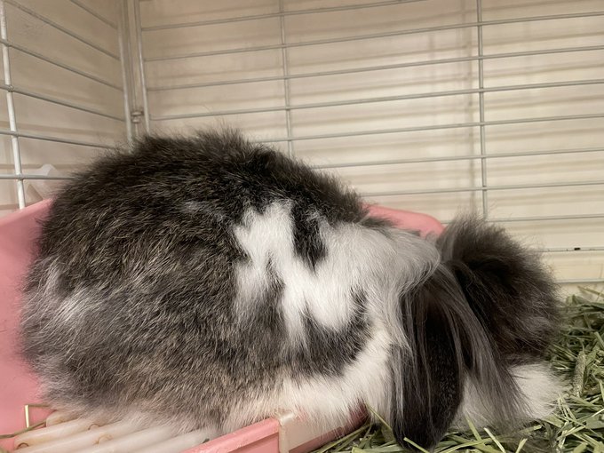 うさぎカフェ もふれる
