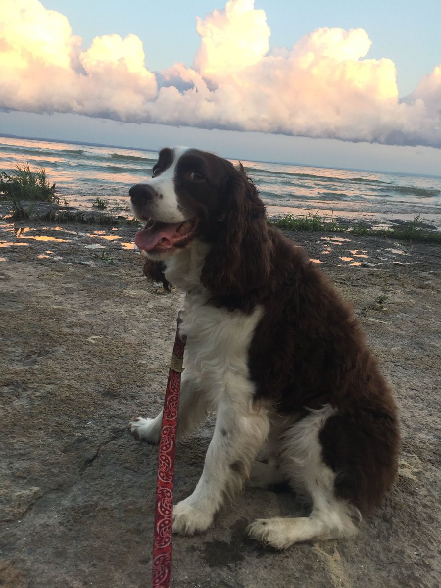 CoachWitz's tweet image. We had to put our little girl down today. It was incredibly difficult. We had 14.5 years together. She helped us raise our children (Charlie and Miles). Not having her here to do our night time routine absolutely killed me.  I’m a mess.