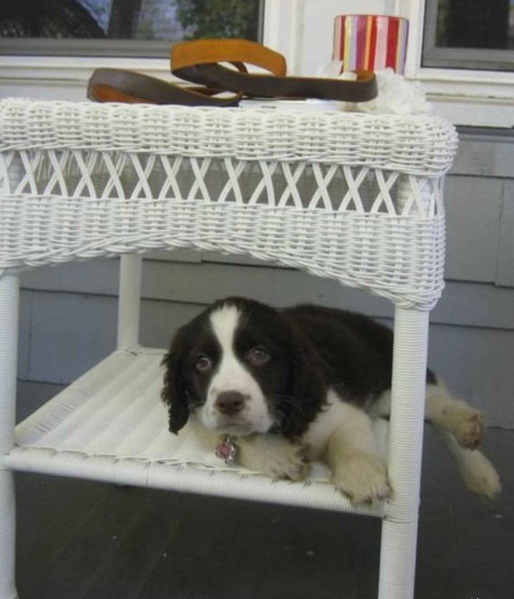 CoachWitz's tweet image. We had to put our little girl down today. It was incredibly difficult. We had 14.5 years together. She helped us raise our children (Charlie and Miles). Not having her here to do our night time routine absolutely killed me.  I’m a mess.