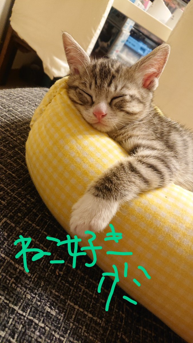 H.fm】ねこ好きグミ🍢🌾💕 (@Choco220926) / Posts / X