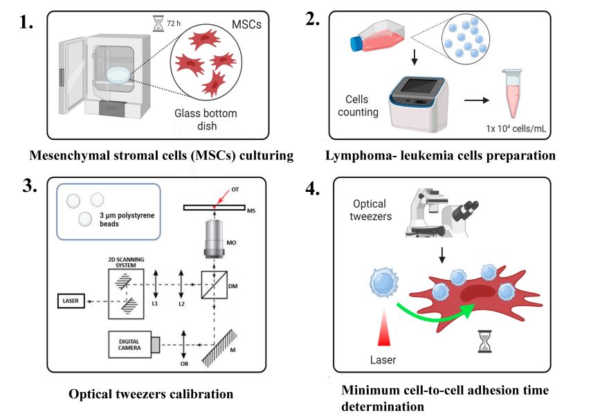 #newpaper
🪐🪐Welcome to read the paper by Kamila Duś-Szachniewicz et al. | Determination of the Minimum Cell-to-Cell Adhesion Time Using #OpticalTweezers in Leukemia and Lymphoma Research
👉mdpi.com/2409-9279/8/3/…
#protocol #celllines #celladhesion #celldetachment #celltocell
