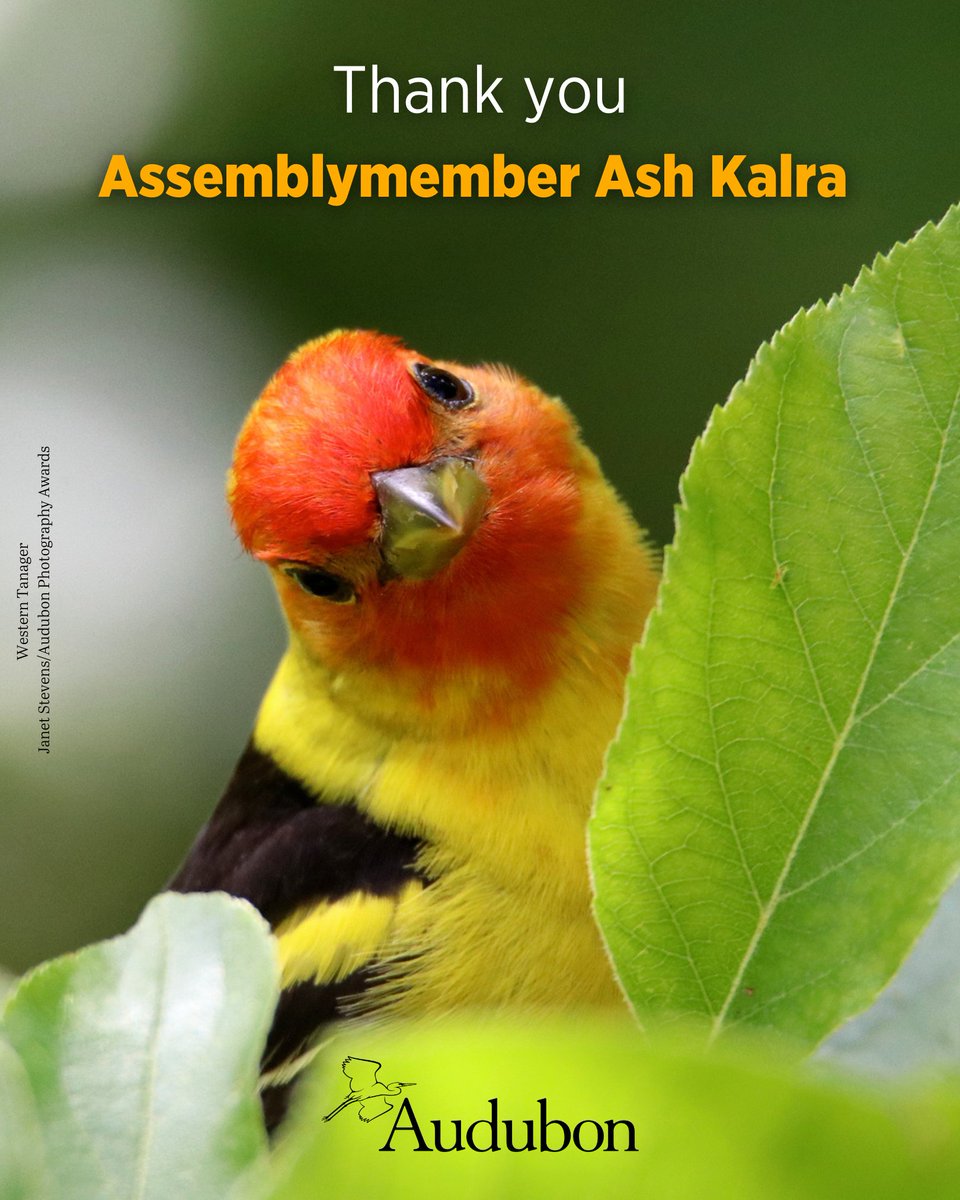 AudubonCA's tweet photo. Thank you, Assemblymember @Ash_Kalra, for your ongoing leadership in moving the Audubon-sponsored California Migratory Bird Protection Act (#AB454) forward today! ❤️ https://t.co/TMvh5azCVC